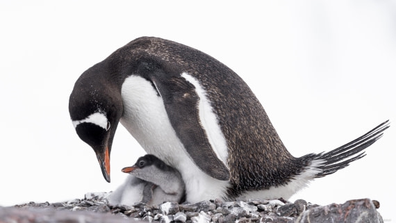 OTL28-25, Day 5, Damoy 3 © Sara Jenner - Oceanwide Expeditions.jpg