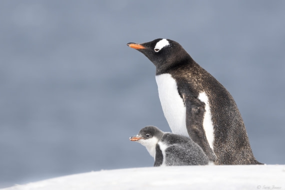 OTL28-25, Day 5, Damoy 7 © Sara Jenner - Oceanwide Expeditions.jpg