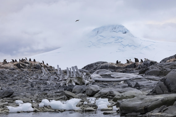 OTL28-25, Day 5, Jougla Point 1 © Sara Jenner - Oceanwide Expeditions.jpg