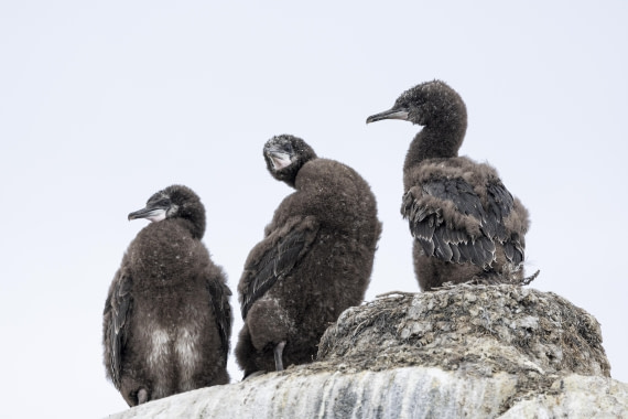 OTL28-25, Day 5, Jougla Point 2 © Sara Jenner - Oceanwide Expeditions.jpg