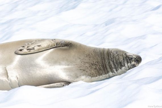 OTL28-25, Day 6, _DSC5668 © Hana Spickova - Oceanwide Expeditions.jpg