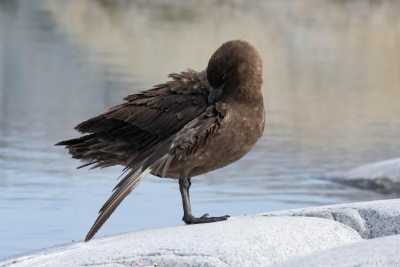 OTL28-25, Day 6, _DSC5701 © Hana Spickova - Oceanwide Expeditions.jpg