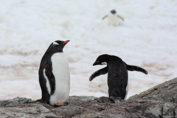OTL28-25, Day 6, _DSC5746 © Hana Spickova - Oceanwide Expeditions.jpg