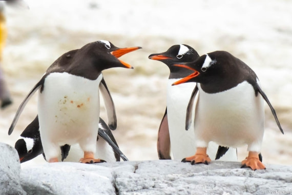 OTL28-25, Day 6, _DSC5747 © Hana Spickova - Oceanwide Expeditions.jpg