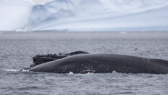 OTL28-25, Day 6, Humpback 1 © Sara Jenner - Oceanwide Expeditions.jpg