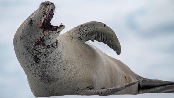 OTL28-25, Day 6, IMG_6809 © Unknown photographer - Oceanwide Expeditions.jpg
