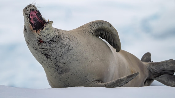 OTL28-25, Day 6, IMG_6811 © Unknown photographer - Oceanwide Expeditions.jpg