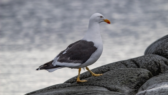 OTL28-25, Day 6, IMG_6821 © Unknown photographer - Oceanwide Expeditions.jpg