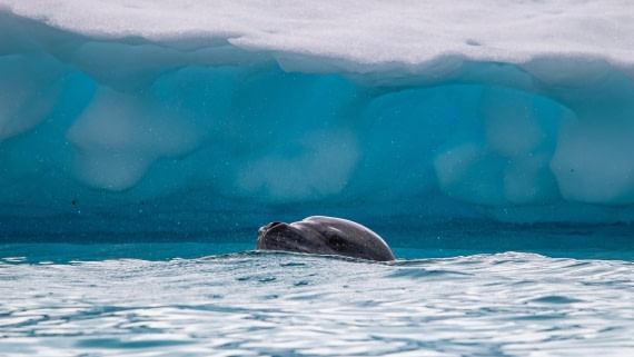 OTL28-25, Day 6, IMG_6831 © Unknown photographer - Oceanwide Expeditions.jpg