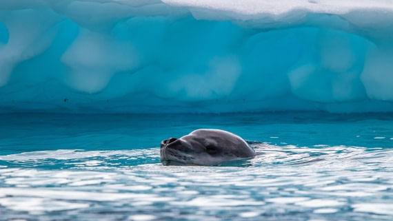 OTL28-25, Day 6, IMG_6832 © Unknown photographer - Oceanwide Expeditions.jpg