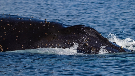 OTL28-25, Day 6, IMG_6840 © Unknown photographer - Oceanwide Expeditions.jpg