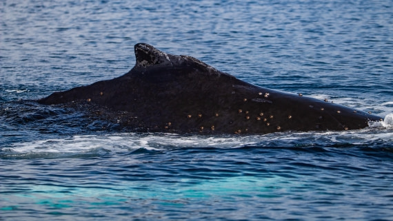 OTL28-25, Day 6, IMG_6843 © Unknown photographer - Oceanwide Expeditions.jpg