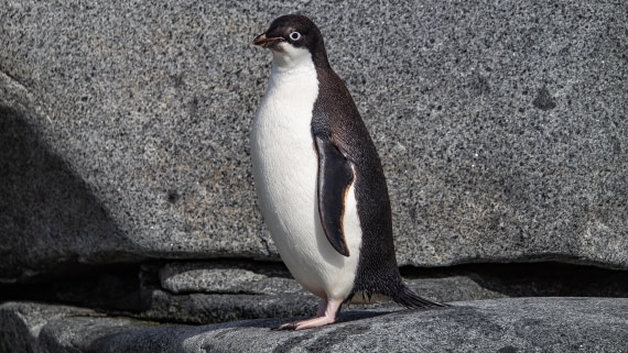 OTL28-25, Day 6, IMG_6850 © Unknown photographer - Oceanwide Expeditions.jpg