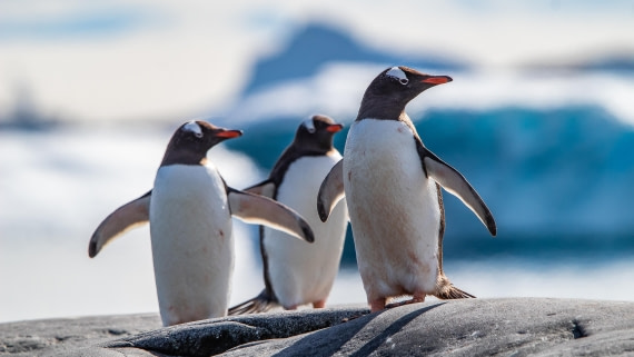 OTL28-25, Day 6, IMG_6858 © Unknown photographer - Oceanwide Expeditions.jpg