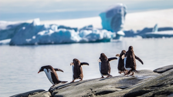 OTL28-25, Day 6, IMG_6862 © Unknown photographer - Oceanwide Expeditions.jpg