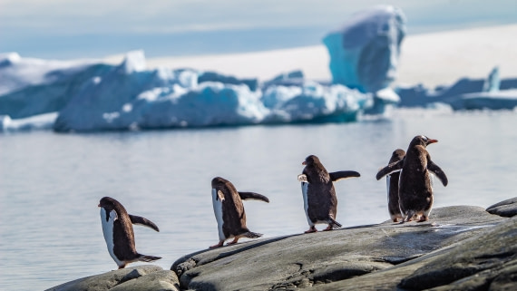 OTL28-25, Day 6, IMG_6863 © Unknown photographer - Oceanwide Expeditions.jpg