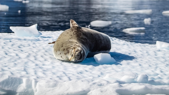 OTL28-25, Day 6, IMG_6881 © Unknown photographer - Oceanwide Expeditions.jpg