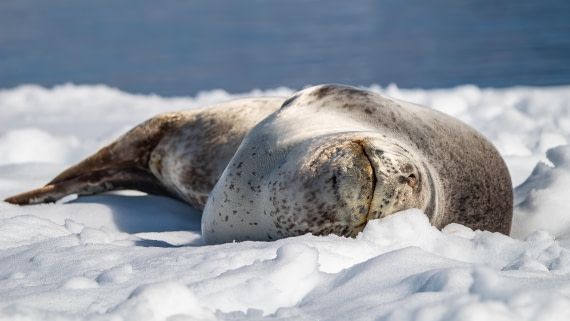 OTL28-25, Day 6, IMG_6885 © Unknown photographer - Oceanwide Expeditions.jpg