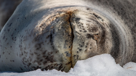 OTL28-25, Day 6, IMG_6886 © Unknown photographer - Oceanwide Expeditions.jpg