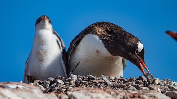 OTL28-25, Day 6, IMG_6914 © Unknown photographer - Oceanwide Expeditions.jpg