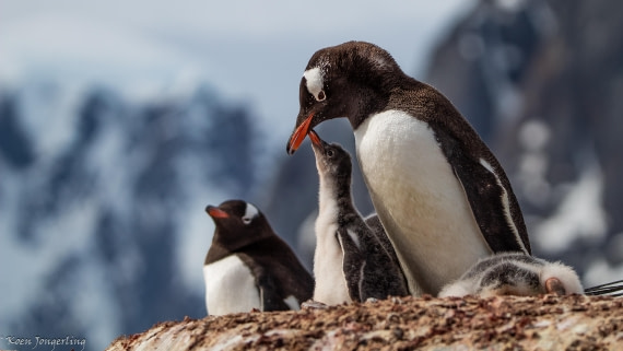 OTL28-25, Day 6, IMG_6931 © Koen Jongerling - Oceanwide Expeditions.jpg