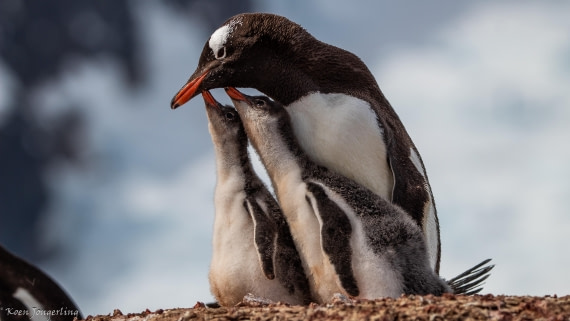 OTL28-25, Day 6, IMG_6936 © Koen Jongerling - Oceanwide Expeditions.jpg