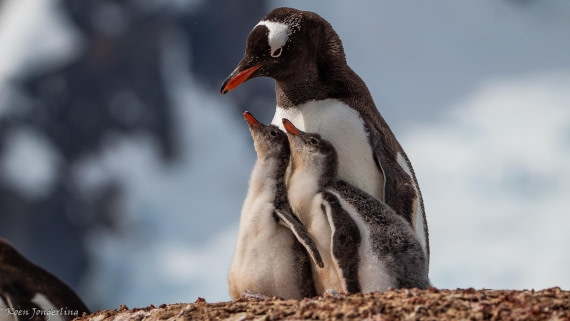 OTL28-25, Day 6, IMG_6937 © Koen Jongerling - Oceanwide Expeditions.jpg