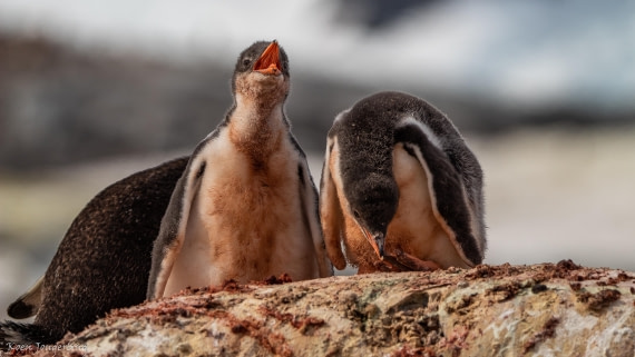 OTL28-25, Day 6, IMG_6941 © Koen Jongerling - Oceanwide Expeditions.jpg