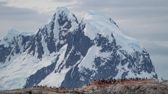 OTL28-25, Day 6, IMG_6946 © Koen Jongerling - Oceanwide Expeditions.jpg