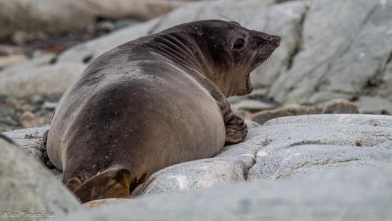 OTL28-25, Day 6, IMG_6978 © Koen Jongerling - Oceanwide Expeditions.jpg