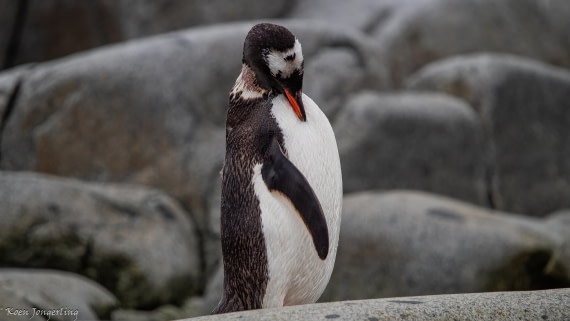 OTL28-25, Day 6, IMG_6981 © Koen Jongerling - Oceanwide Expeditions.jpg