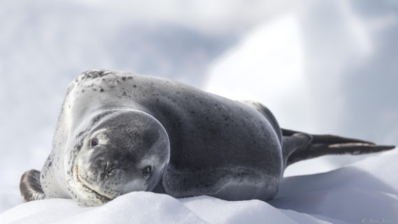 OTL28-25, Day 6, Leopard Seal 1 © Sara Jenner - Oceanwide Expeditions.jpg