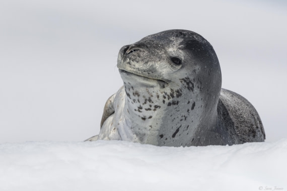 OTL28-25, Day 6, Leopard Seal 3 © Sara Jenner - Oceanwide Expeditions.jpg