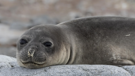 OTL28-25, Day 6, Petermann Island 4 © Sara Jenner - Oceanwide Expeditions.jpg