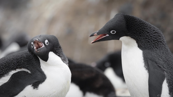 OTL28-25, Day 6, Petermann Island 7 © Sara Jenner - Oceanwide Expeditions.jpg