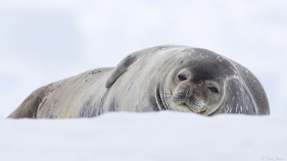OTL28-25, Day 6, Weddell Seal 2 © Sara Jenner - Oceanwide Expeditions.jpg