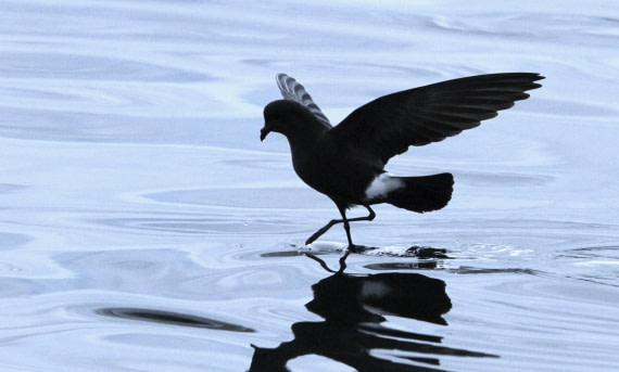 OTL28-25, Day 7, IMG_2221 © Unknown photographer - Oceanwide Expeditions.JPG