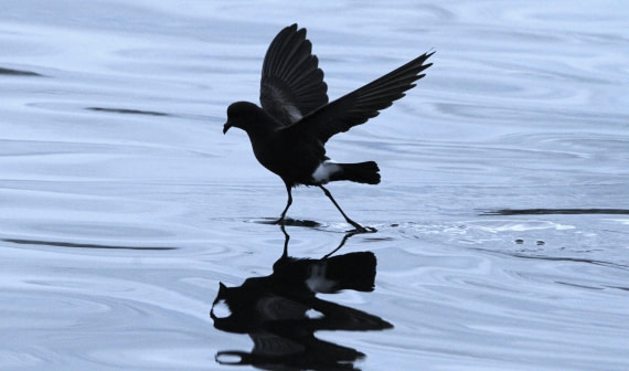 OTL28-25, Day 7, IMG_2224 © Unknown photographer - Oceanwide Expeditions.JPG