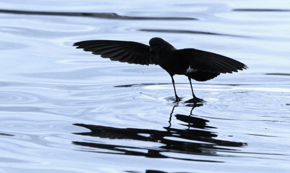 OTL28-25, Day 7, IMG_2240 © Unknown photographer - Oceanwide Expeditions.JPG