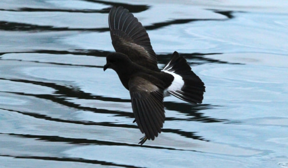 OTL28-25, Day 7, IMG_2283 © Unknown photographer - Oceanwide Expeditions.JPG