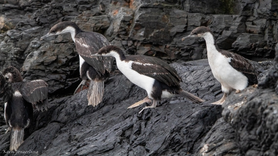 OTL28-25, Day 7, IMG_6993 © Koen Jongerling - Oceanwide Expeditions.jpg