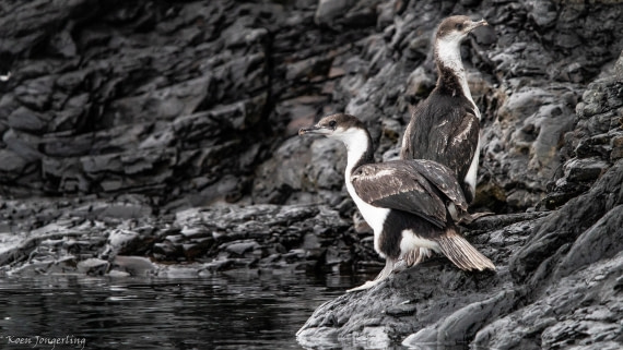 OTL28-25, Day 7, IMG_6996 © Koen Jongerling - Oceanwide Expeditions.jpg