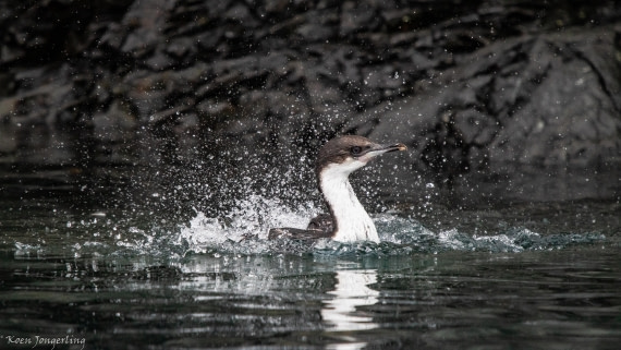 OTL28-25, Day 7, IMG_7011 © Koen Jongerling - Oceanwide Expeditions.jpg