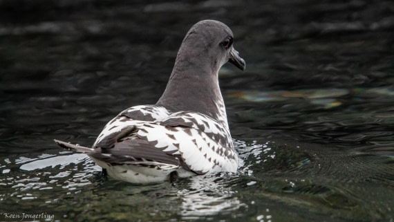 OTL28-25, Day 7, IMG_7021 © Koen Jongerling - Oceanwide Expeditions.jpg