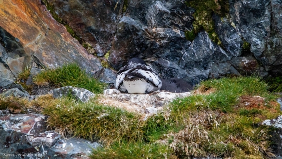 OTL28-25, Day 7, IMG_7027 © Koen Jongerling - Oceanwide Expeditions.jpg