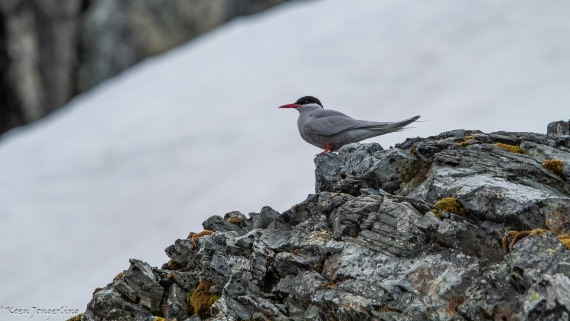 OTL28-25, Day 7, IMG_7033 © Koen Jongerling - Oceanwide Expeditions.jpg