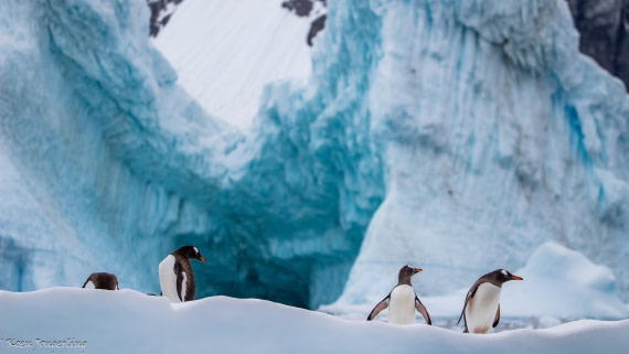 OTL28-25, Day 7, IMG_7065 © Koen Jongerling - Oceanwide Expeditions.jpg