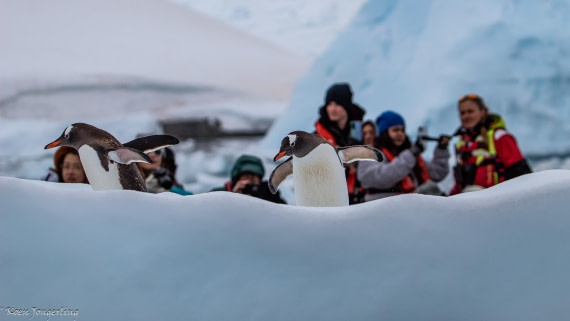 OTL28-25, Day 7, IMG_7077 © Koen Jongerling - Oceanwide Expeditions.jpg