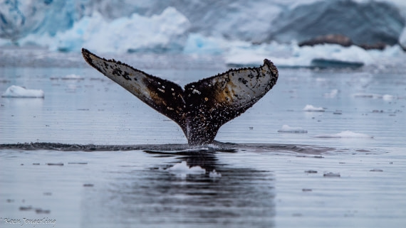 OTL28-25, Day 7, IMG_7082 © Koen Jongerling - Oceanwide Expeditions.jpg