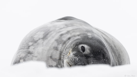OTL28-25, Day 7, Weddell Seal 2 © Sara Jenner - Oceanwide Expeditions.jpg